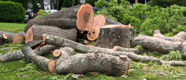 Large Tree Removal in Cheyenne