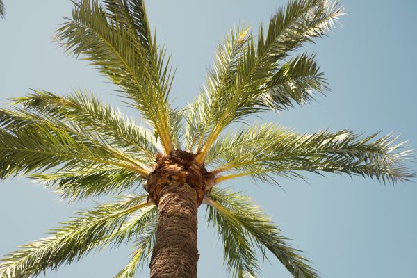 Palm Tree Removal in Cheyenne