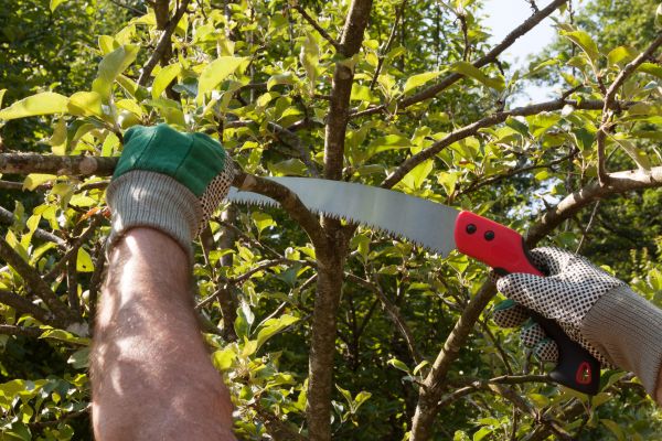 Small Tree Removal in Cheyenne
