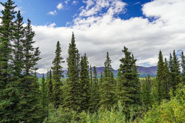 Spruce Tree Removal in Cheyenne