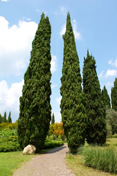 Cost of Cypress Tree Removal in Cheyenne