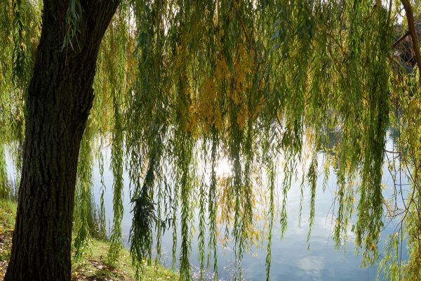 Cost of Willow Tree Removal in Cheyenne