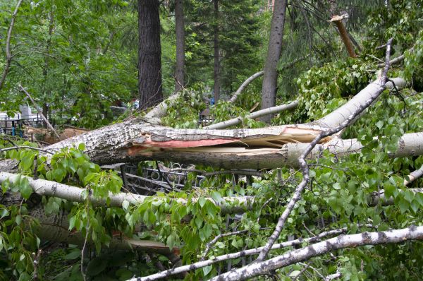 Birch Tree Removal in Cheyenne