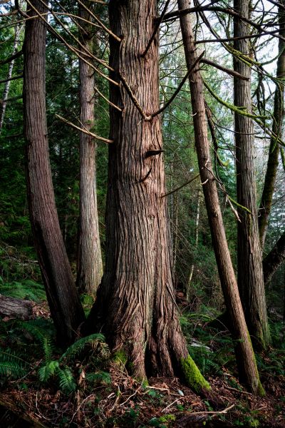 Cost of Cedar Tree Removal in Cheyenne
