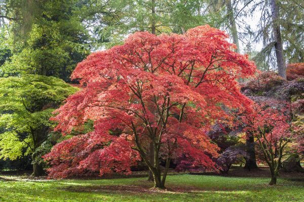 Cost of Maple Tree Removal in Cheyenne