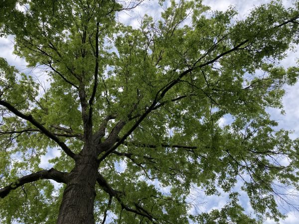 Cost of Oak Tree Removal in Cheyenne