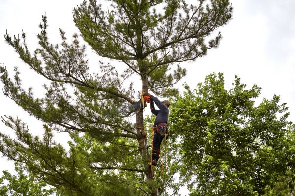 Cost of Pine Tree Removal in Cheyenne