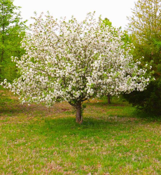 Dogwood Tree Removal in Cheyenne