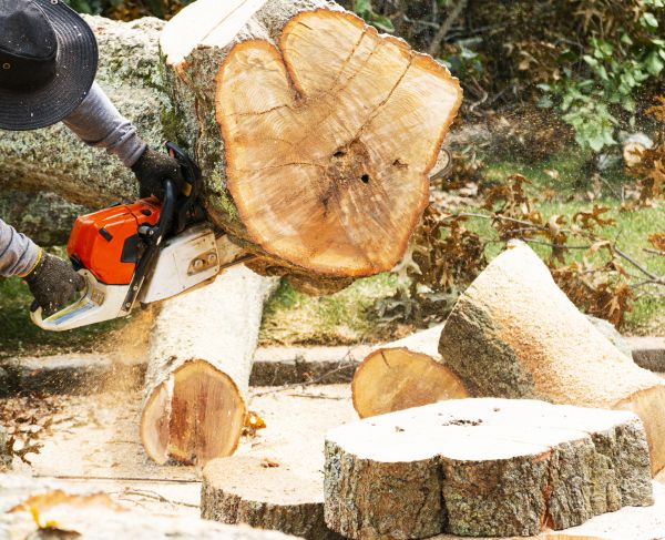 Tree Removal Service in Cheyenne