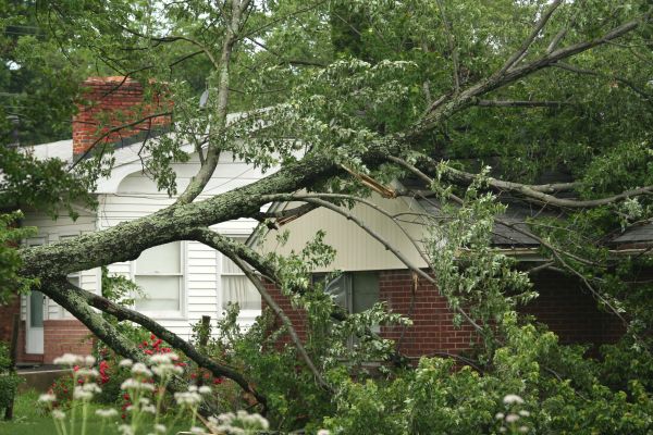 Emergency Tree Removal in Cheyenne