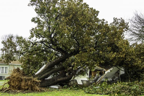 Fallen Tree Removal in Cheyenne