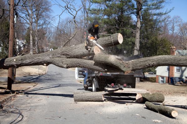Cost of Residential Tree Removal in Cheyenne