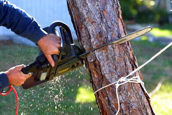Dead Tree Removal in Cheyenne